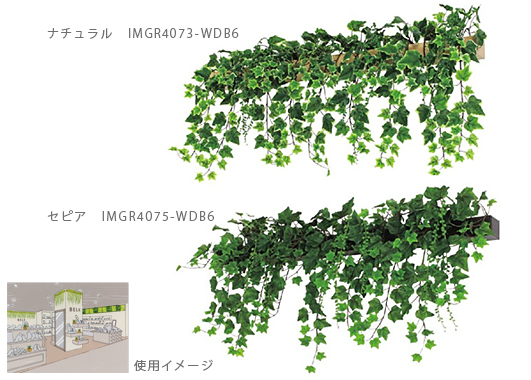 壁付けグリーンポットの使用例、IMGR4073 IMGR4075